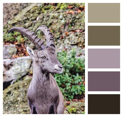 Alpine Ibex Goat Capricorn Image